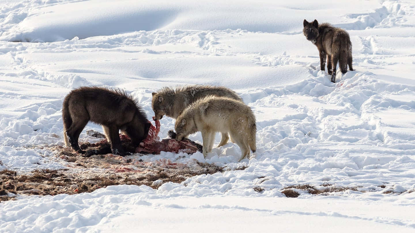 Hunting Wolves 桌布 壁紙 — 三隻狼在雪地上享用獵物屍體，第四隻在明亮的冬日陽光下站崗。