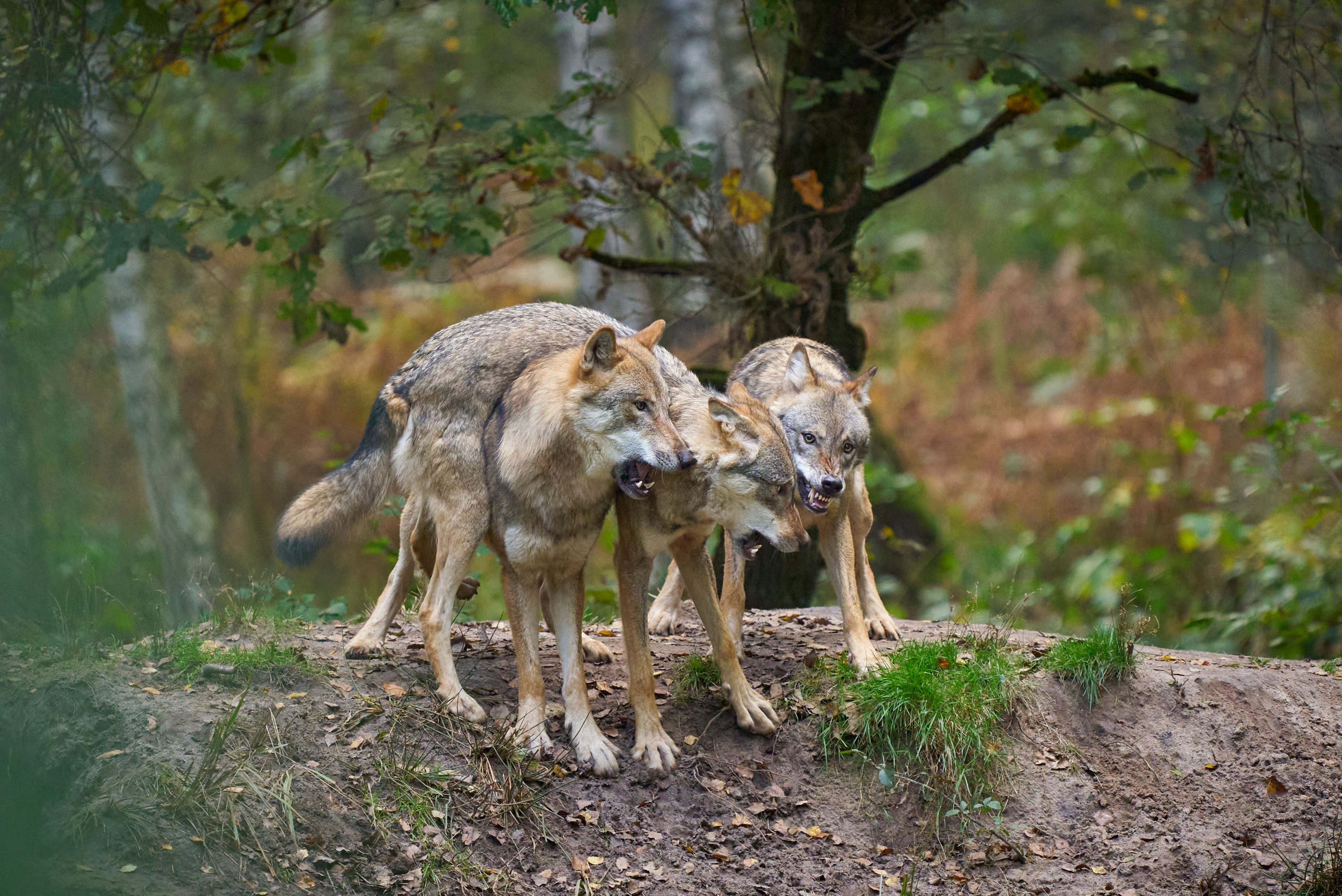 Wolf In Forest 桌布 壁紙 — 三隻狼警覺地站在一個被秋葉和樺樹環繞的森林土丘上。