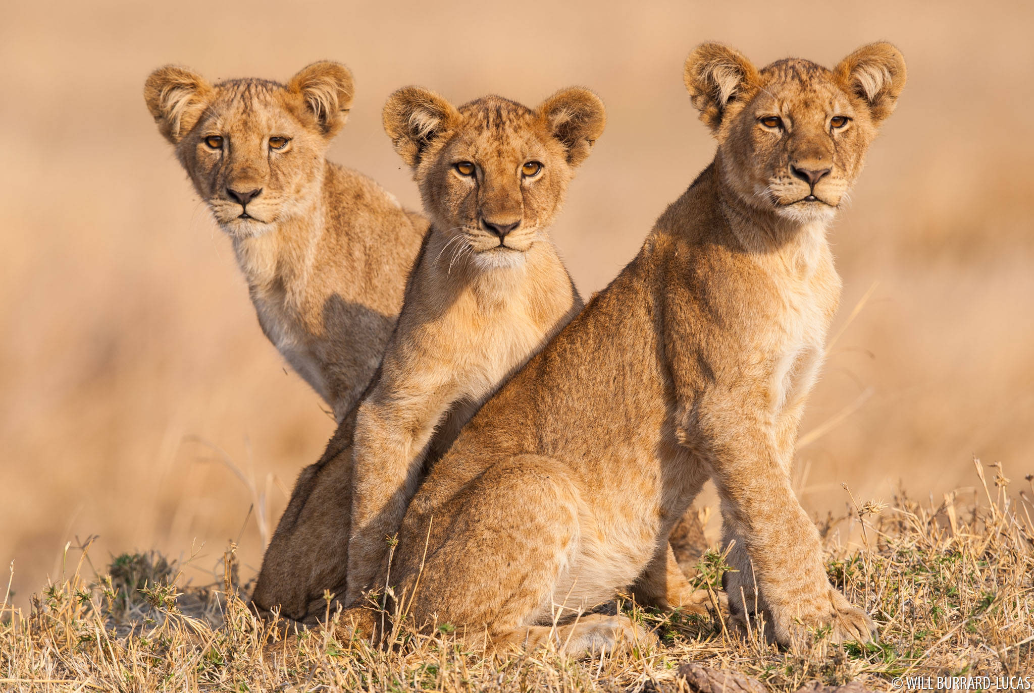 三隻獅 cub 在陽光草地 壁紙 — 三隻年幼獅子坐在金色草地上，在溫暖陽光下保持警覺，神情專注。