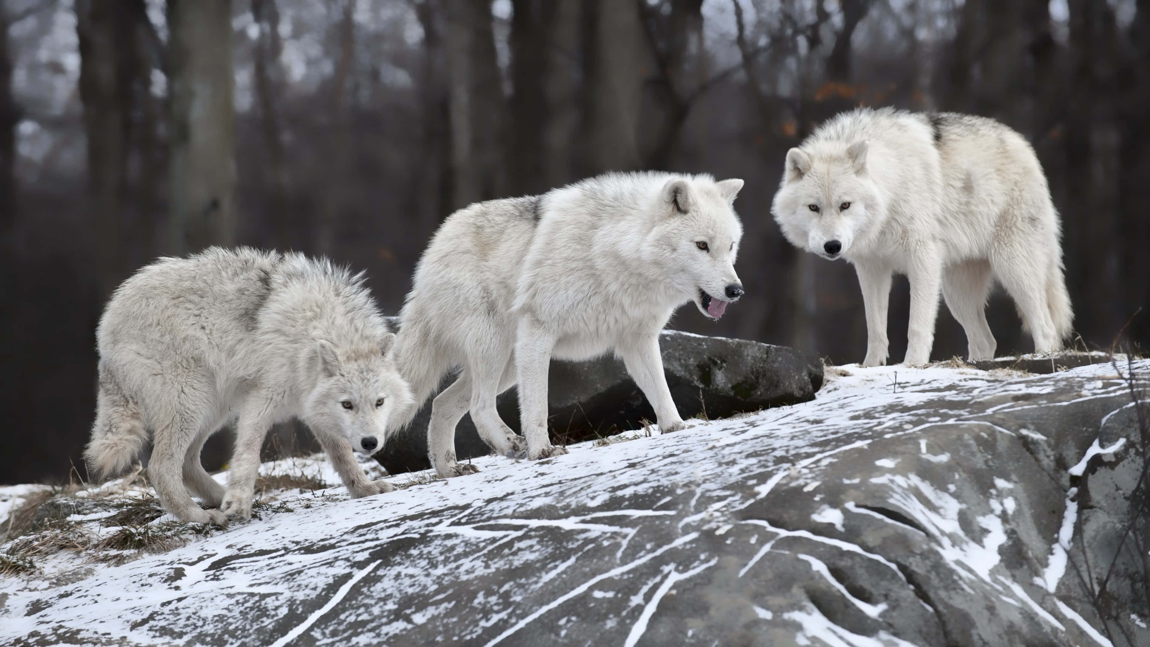 Wolf In Forest 桌布 壁紙 — 三隻白狼在霧氣瀰漫的冬日森林中，警覺地站在灑滿白雪的岩石露頭上。