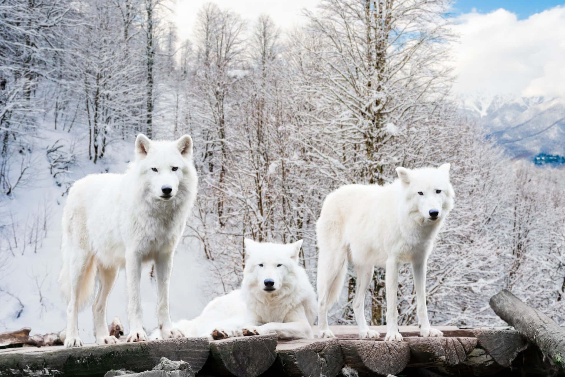 Arctic Wolf 桌布 壁紙 — 三隻白狼站在雪覆蓋的木頭上，在冬季森林中休息，周圍是白雪覆蓋的樹木和遠山。