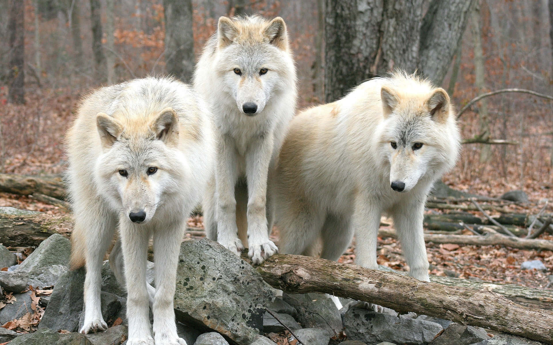 Wolf In Autumn 桌布 壁紙 — 三隻白狼警覺地站在岩石和木頭上，周圍是樹木光禿、落葉滿地的森林。