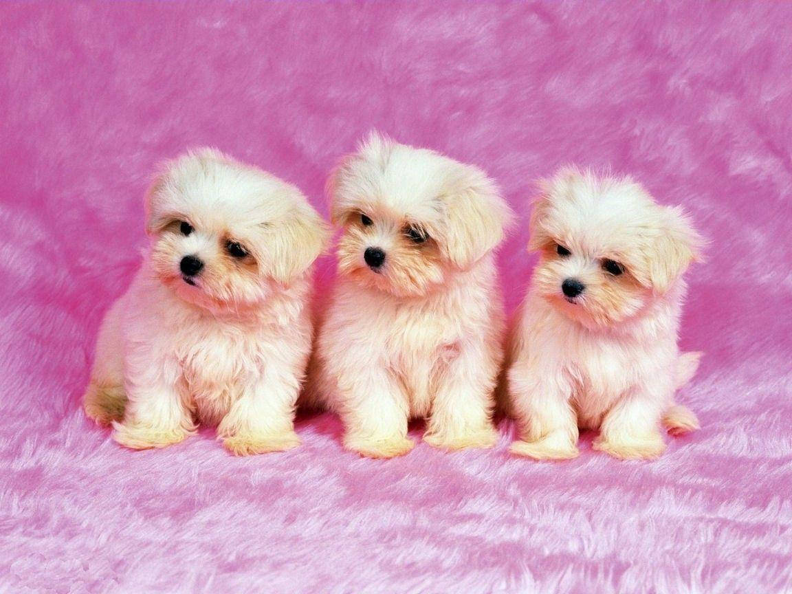 三隻白色西施犬幼犬可愛電腦壁紙 壁紙 — 三隻毛茸茸的白色小狗並排坐在充滿活力的粉紅色紋理表面上，以柔和的表情向前凝視。