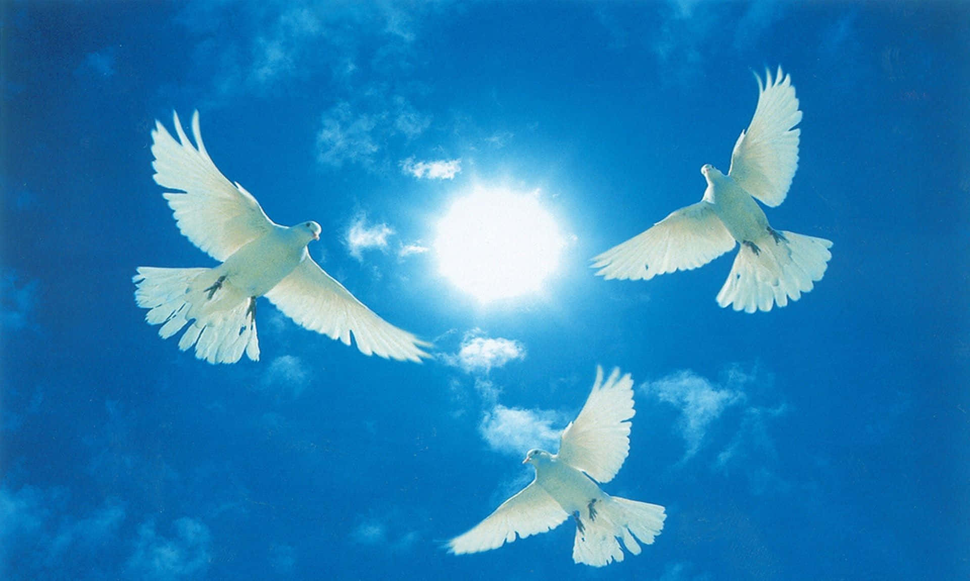 Dove 桌布 壁紙 — 三隻白鴿在明亮的藍天下優雅地翱翔，陽光在她們身後燦爛照耀。