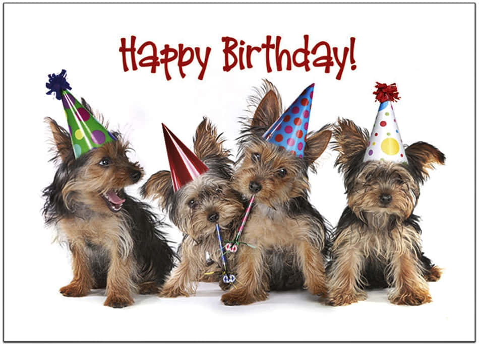 狗狗生日圖片