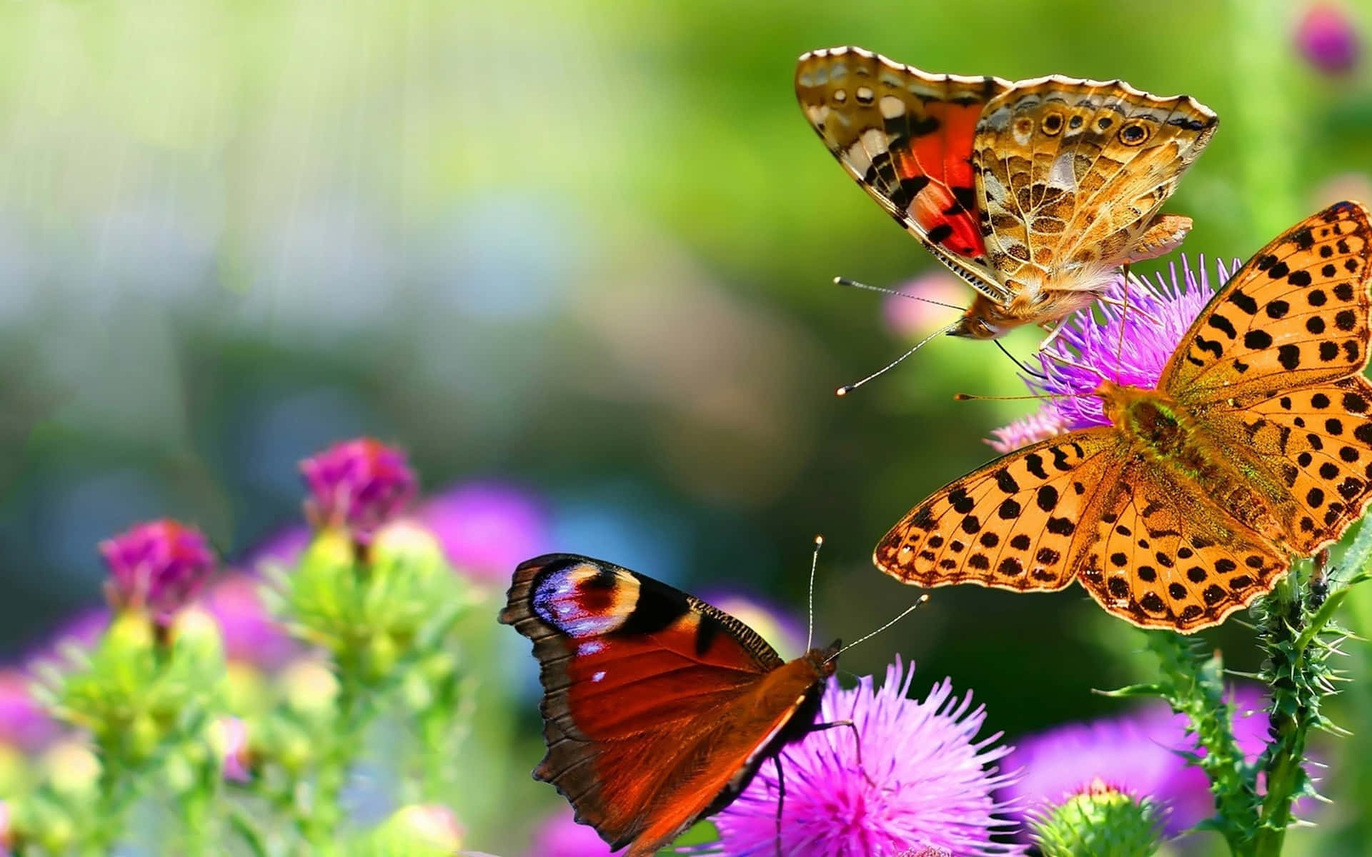 Butterfly Photos 桌布 壁紙 — 三隻色彩繽紛的蝴蝶優雅地停在鮮豔的紫色薊花上，背景是柔和的綠色散景。