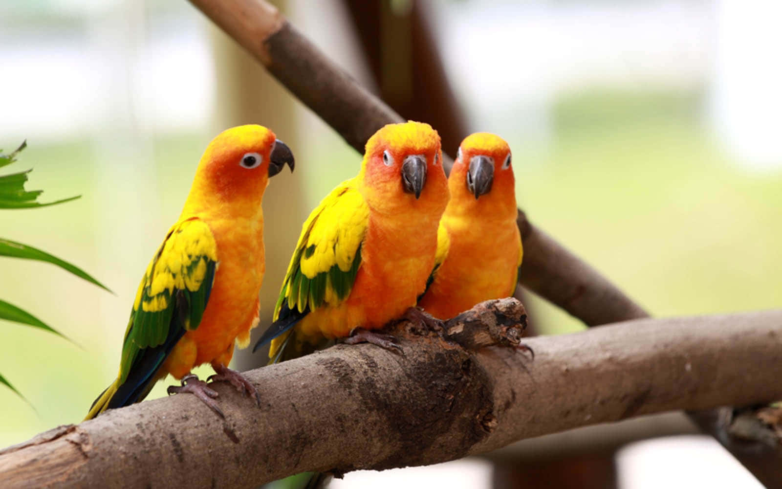 Love Birds 桌布 壁紙 — 三隻色彩鮮豔的太陽錐尾鸚鵡緊密地棲息在一根粗樹枝上，牠們的橙、黃、綠色羽毛在柔和日光中閃耀。