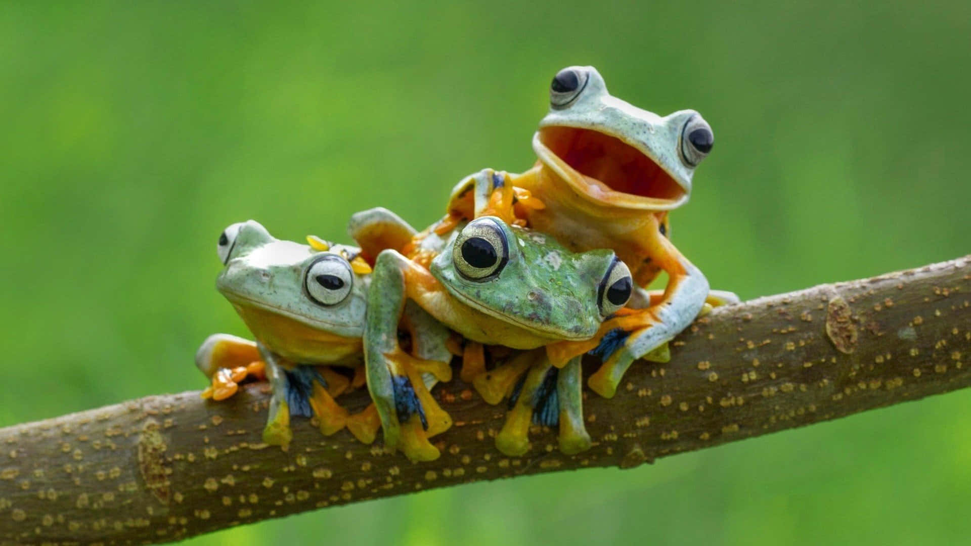 Cute Frog 桌布 壁紙 — 三隻色彩鮮豔的樹蛙緊抓著樹枝，其中一隻張大嘴巴，背景是柔和的綠色。