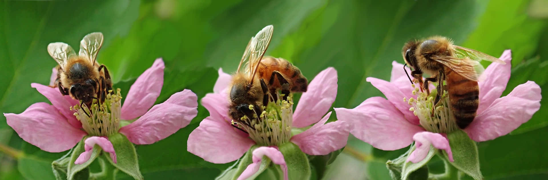 Spring Bees 桌布 壁紙 — 三隻蜜蜂勤奮地為鮮豔的粉紅色花朵授粉，背景是茂密的綠色。