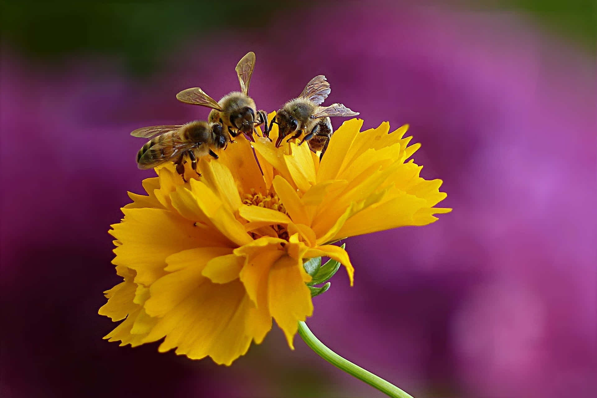 Spring Bees 桌布 壁紙 — 三隻蜜蜂喺柔和紫色模糊背景上盤旋喺一朵鮮黃色花上面。