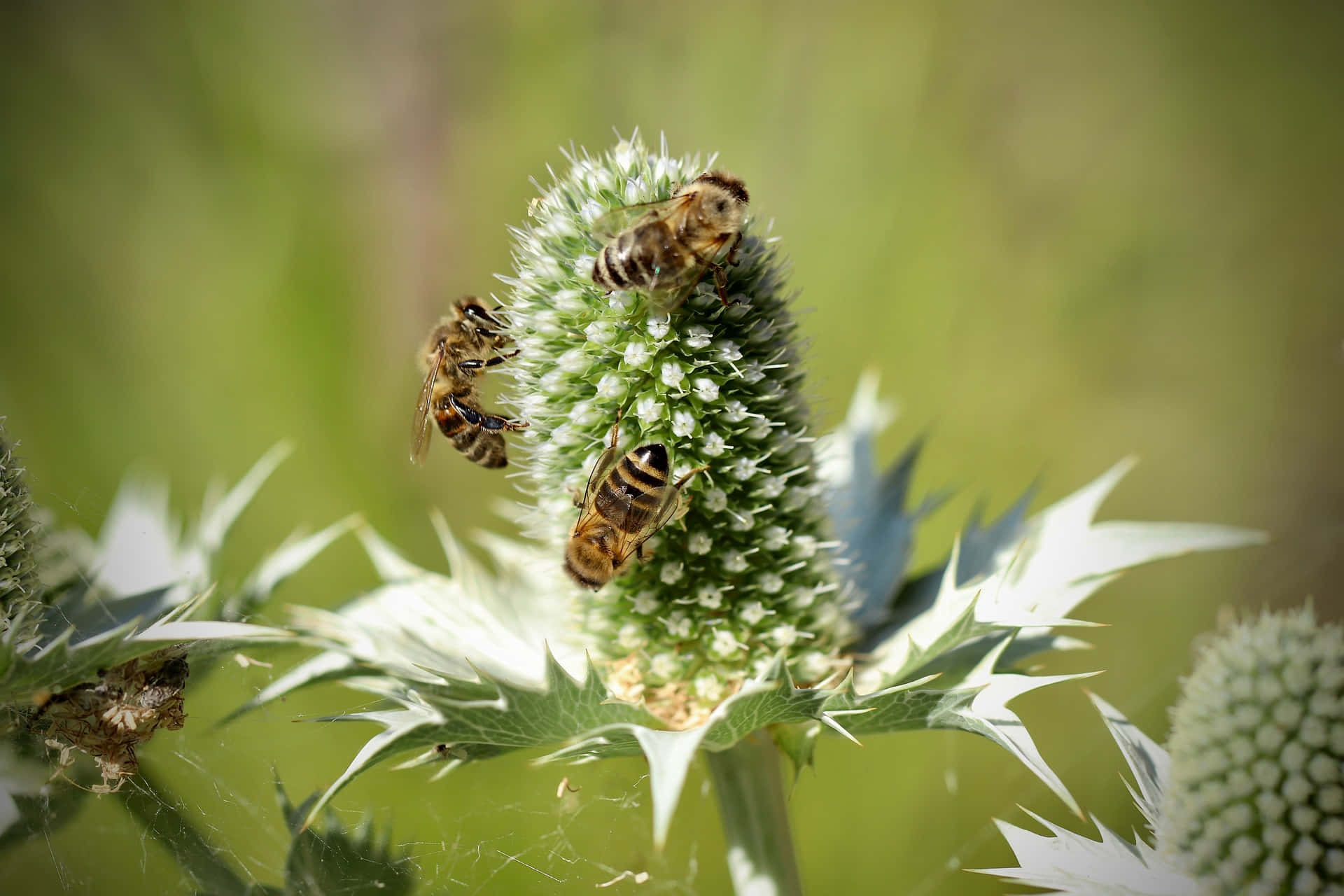 Spring Bees 桌布 壁紙 — 三隻蜜蜂在柔和的模糊綠色背景下，積極為帶刺的綠色薊花授粉。