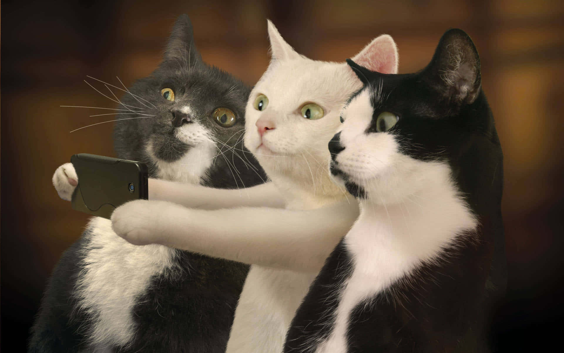 Cute Animal Memes 桌布 壁紙 — 三隻貓咪一起擺姿勢，其中一隻拿著手機自拍，擁有明亮的綠色眼睛和柔軟的毛髮。