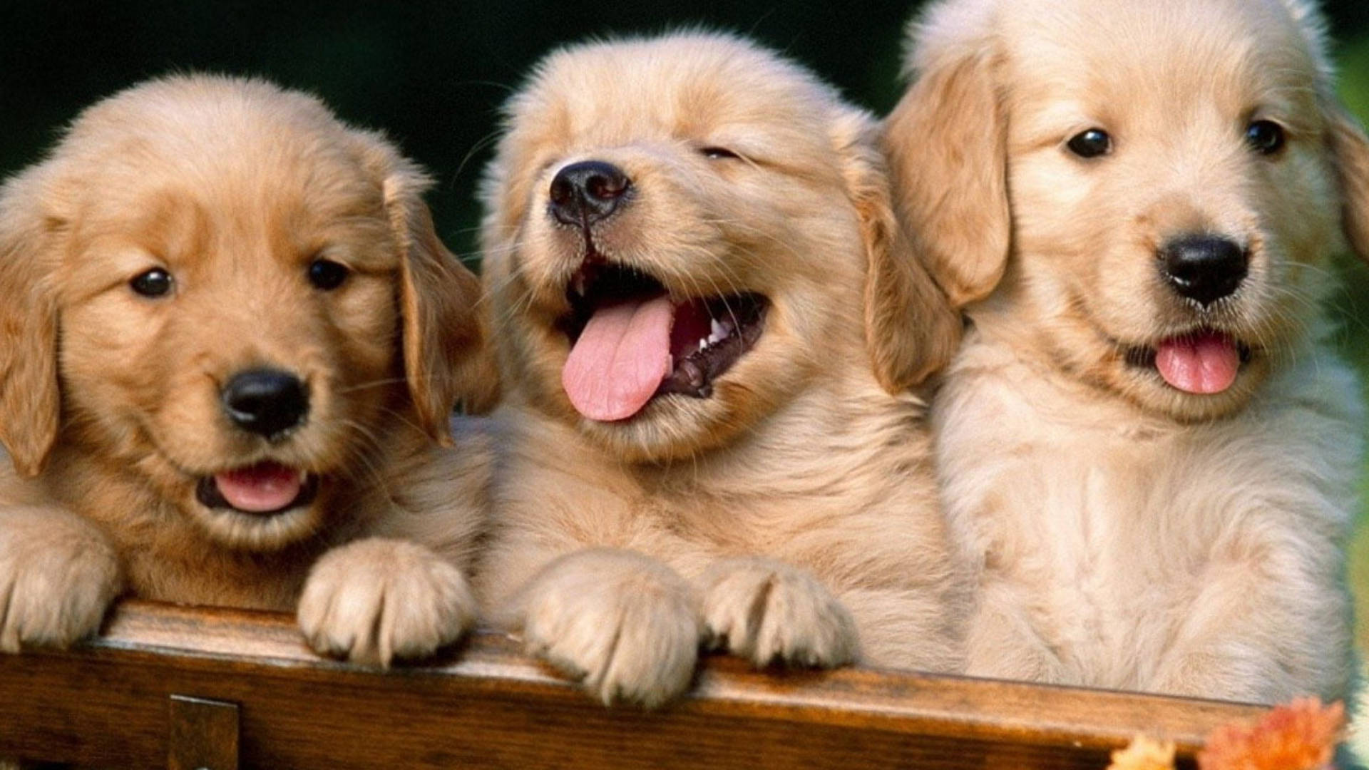 三隻金毛幼犬擠在一起吐舌頭 壁紙 — 三隻可愛的金毛尋回犬幼犬，毛茸茸的，從木柵欄上探出頭來，開心地微笑和喘氣。