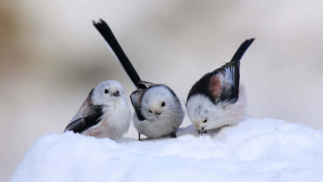 Snow Bird 桌布 壁紙 — 三隻長尾小鳥，羽毛蓬鬆白色，棲息在雪堆上，背景柔和模糊。