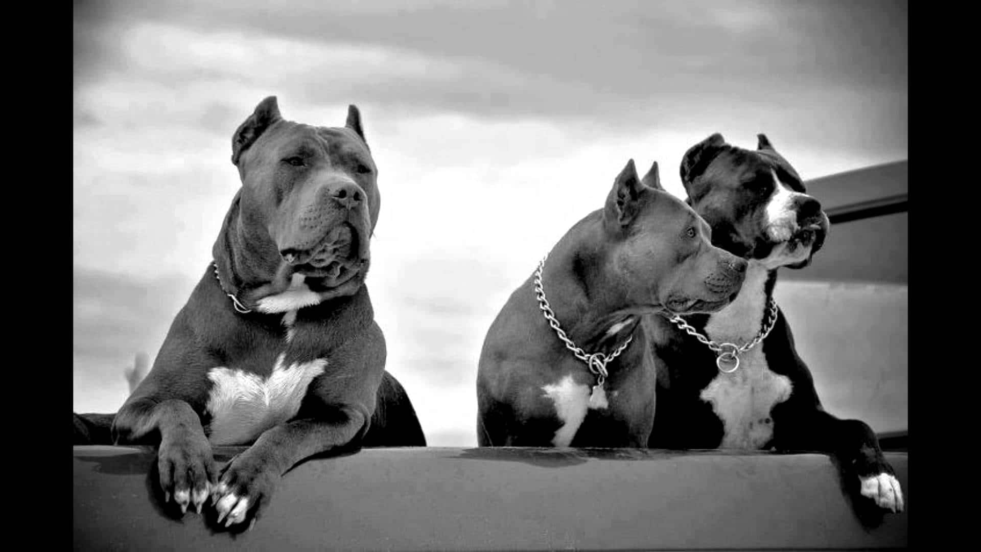 三隻鬥牛犬圖片組 壁紙 — 三隻有白色斑紋的比特犬在車頂上警覺地坐著，背景是陰天，黑白照片。