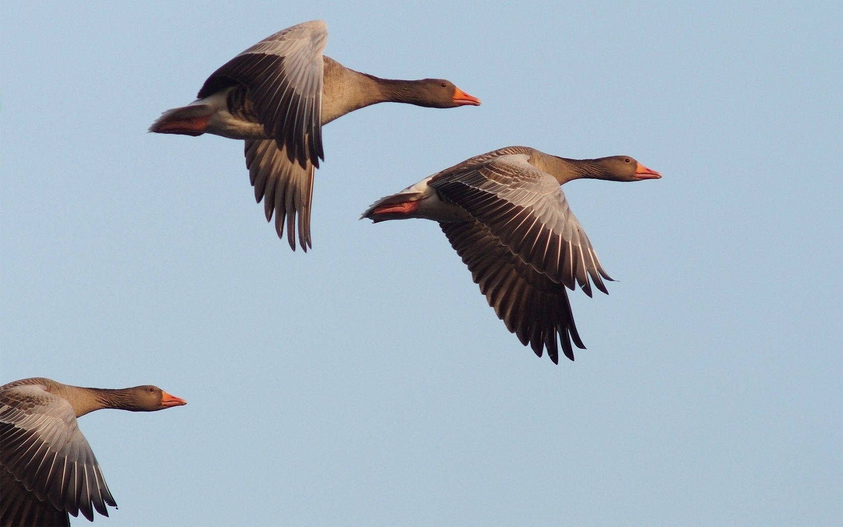 ducks 桌布 壁紙 — 三隻鵝優雅地翱翔，翅膀張開，映襯著清澈的淡藍色天空。