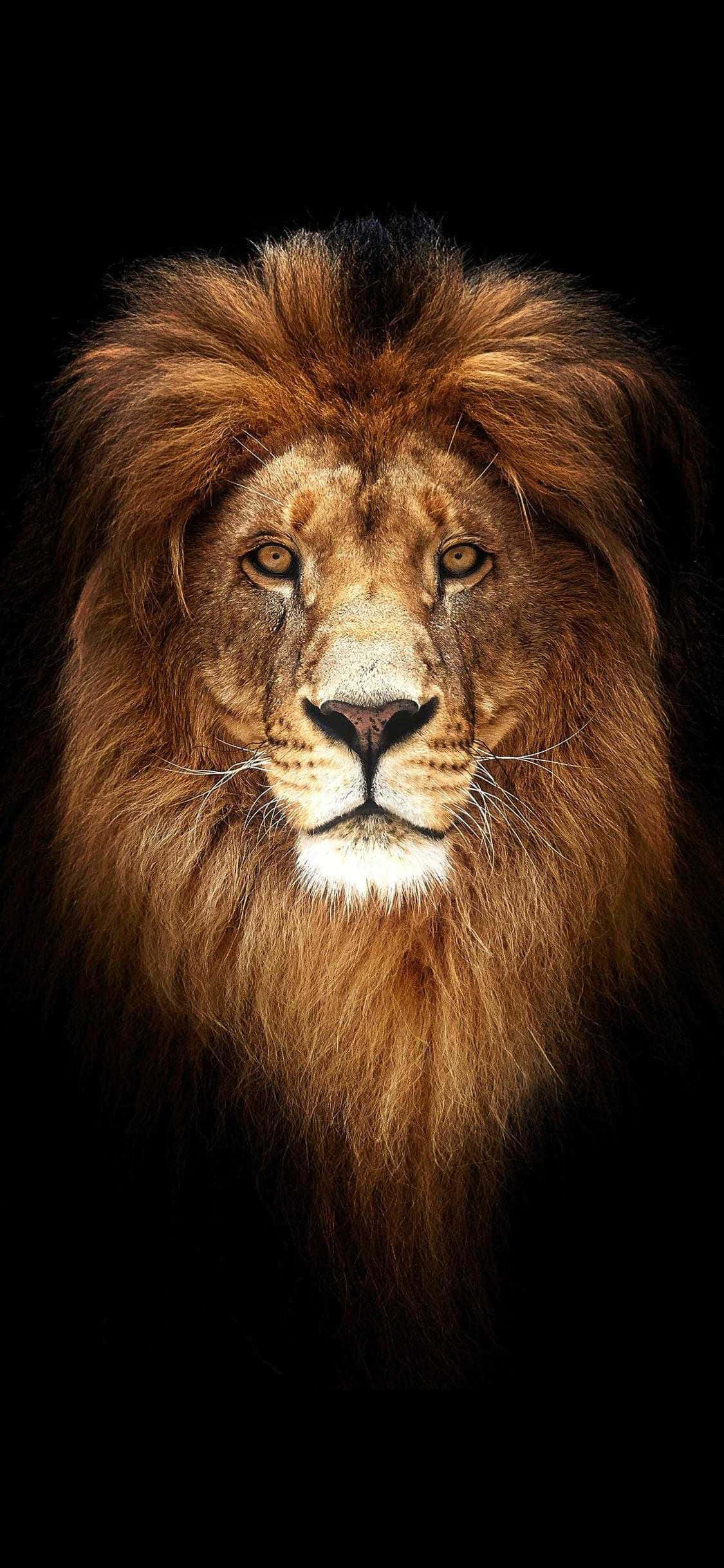 上帝的威嚴——猶大之獅 壁紙 — 一頭雄偉的雄獅，擁有豐滿的金色鬃毛，在純黑色背景下凝視著。