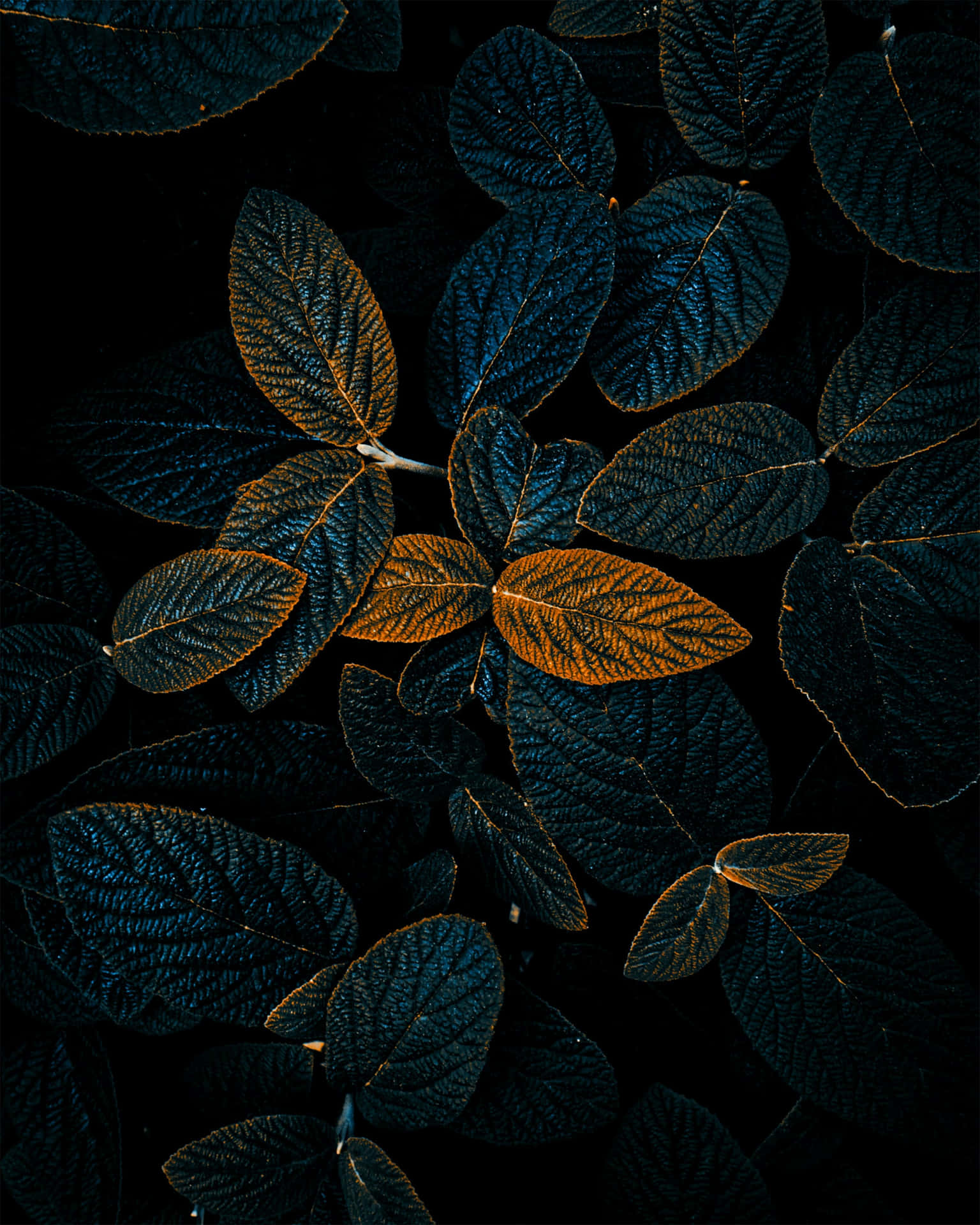 深色葉片帶有發光的金色葉脈，襯托黑色背景。