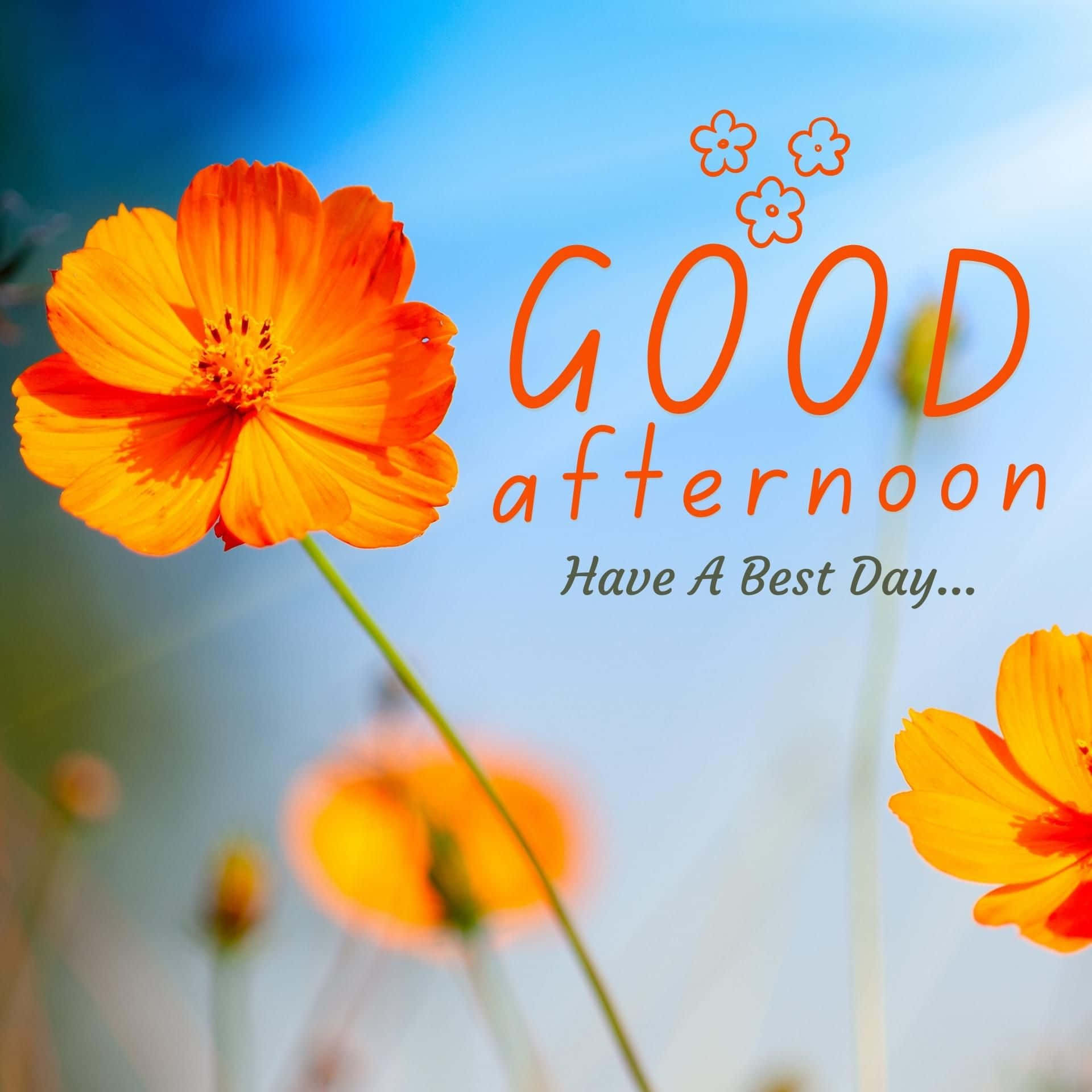 橙色波斯菊配上「GOOD afternoon」問候文字，背景為藍天。
