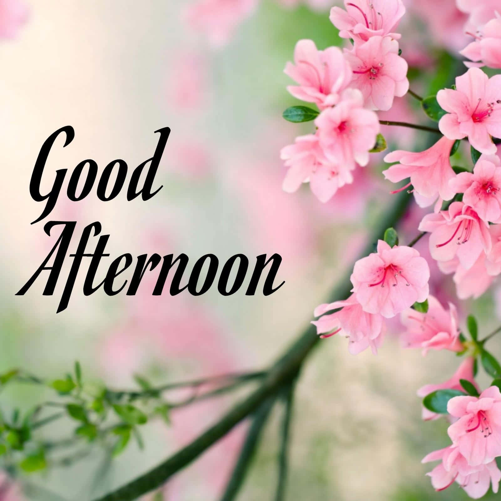 粉紅色杜鵑花與綠色莖幹，以及優雅手寫的「Good Afternoon」文字。
