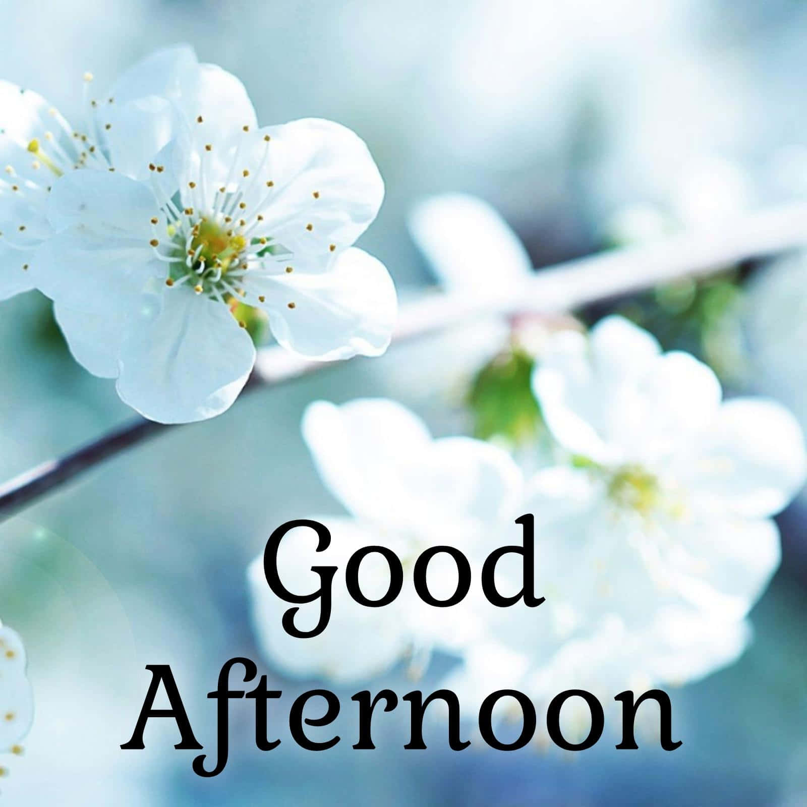 白色櫻花配上'Good Afternoon'文字，柔和藍色背景。