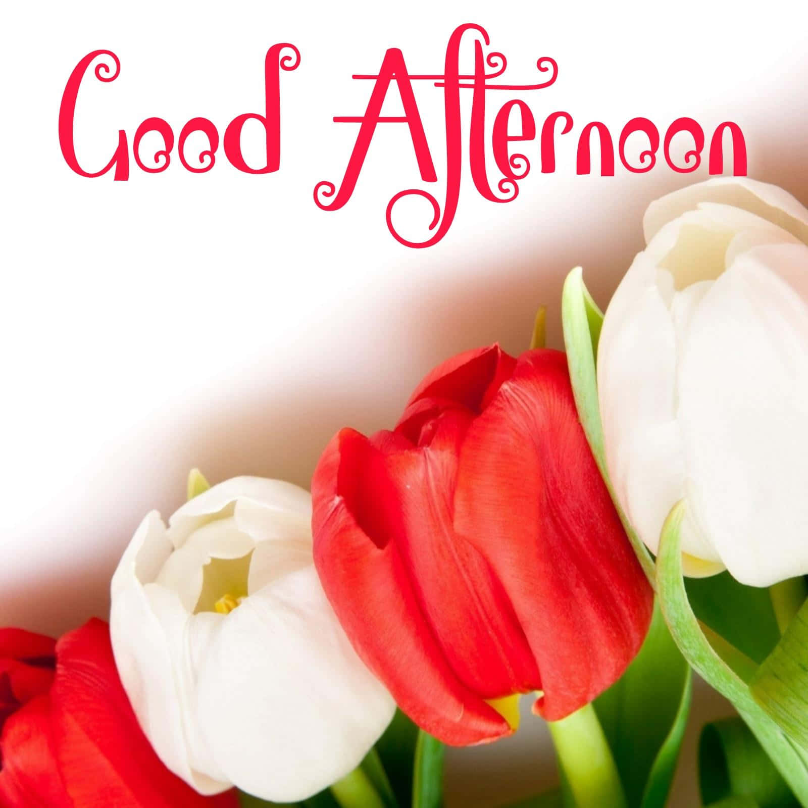 紅色和白色的鬱金香與「Good Afternoon」文字