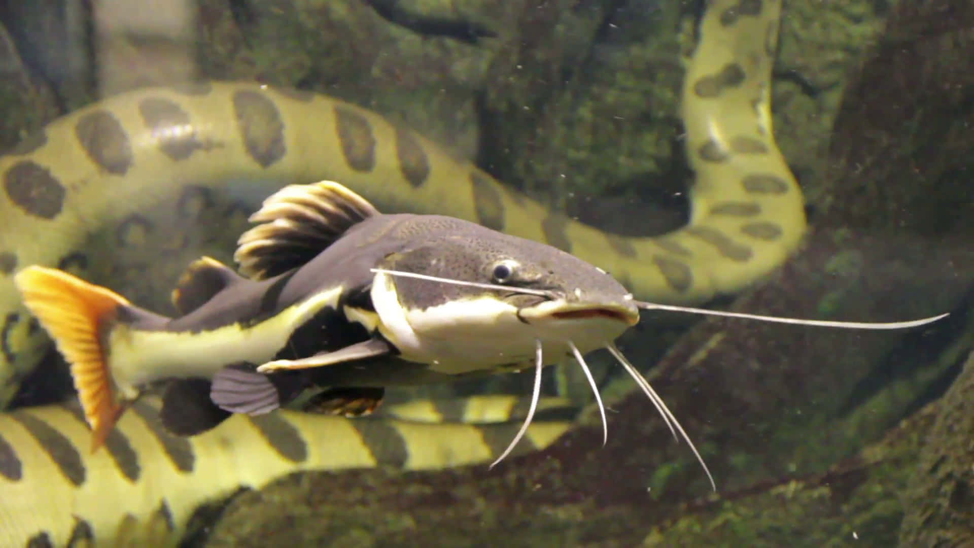 下水釣鱸魚 壁紙 — 一條鮮豔的黃黑斑點鯰魚在清澈的水中優雅地游動，背景中有一條大蛇盤繞著。