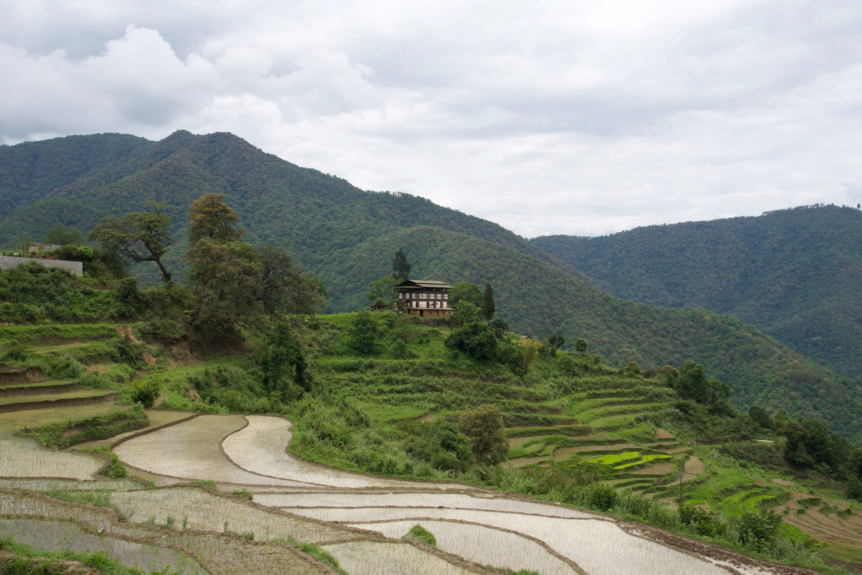 不丹彭喀山景 壁紙 — 一間孤獨的傳統房屋坐落在鬱鬱蔥蔥的綠色山坡上，俯瞰著蜿蜒的梯田，天空多雲。