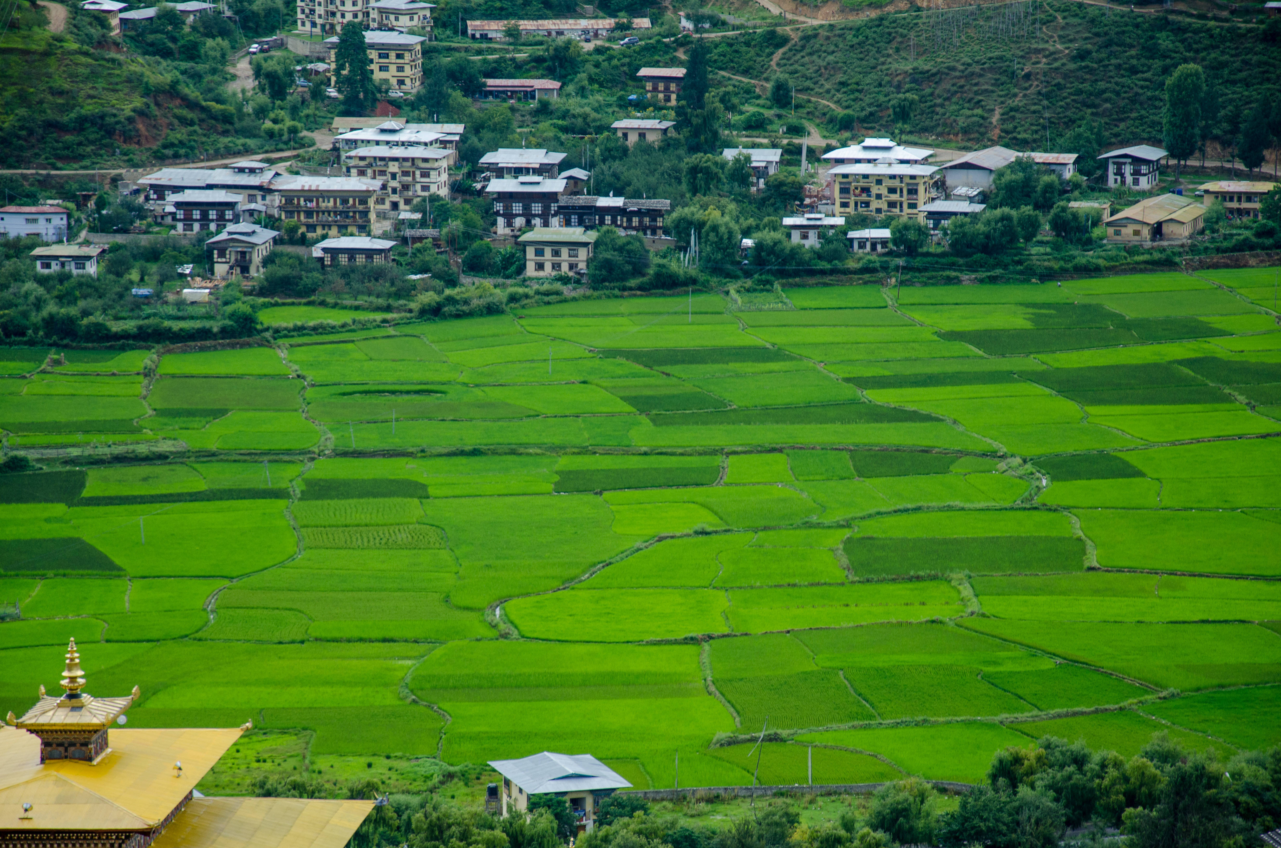 不丹農田風景 壁紙 — 充滿活力的綠色稻田在山谷中延伸，山坡上有一個村莊，前景有一個金色的寺廟屋頂。