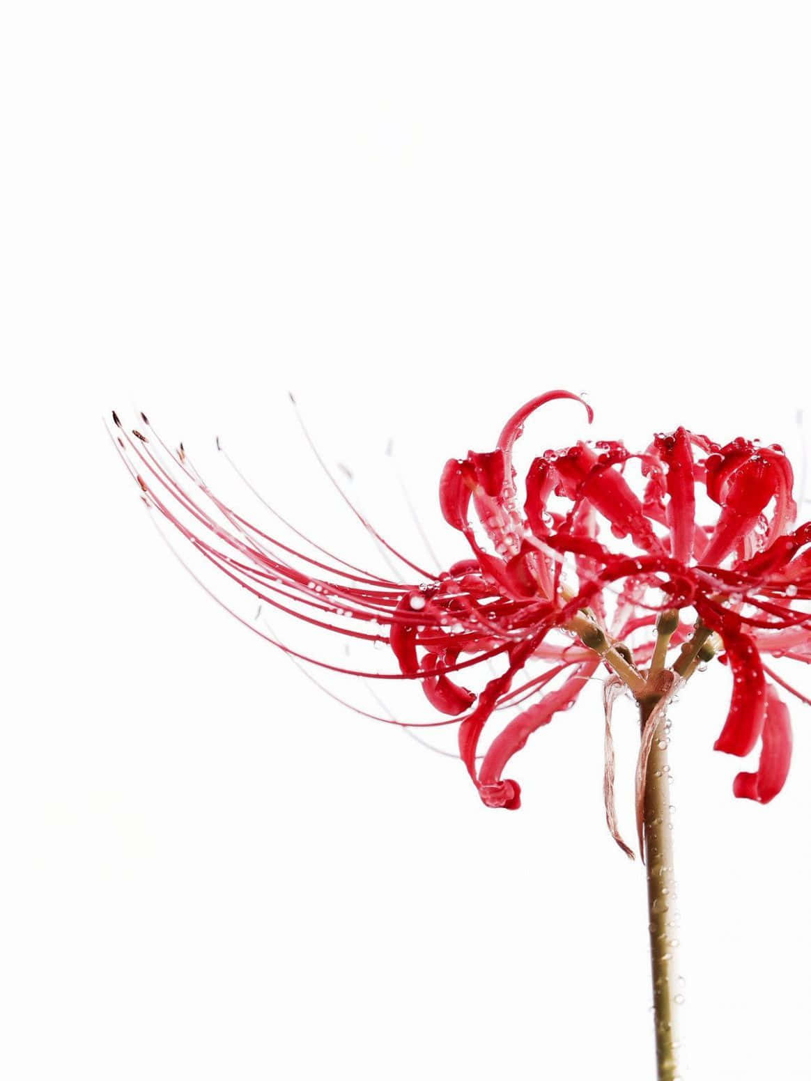 一朵紅色蜘蛛百合在白色背景上帶有露珠。