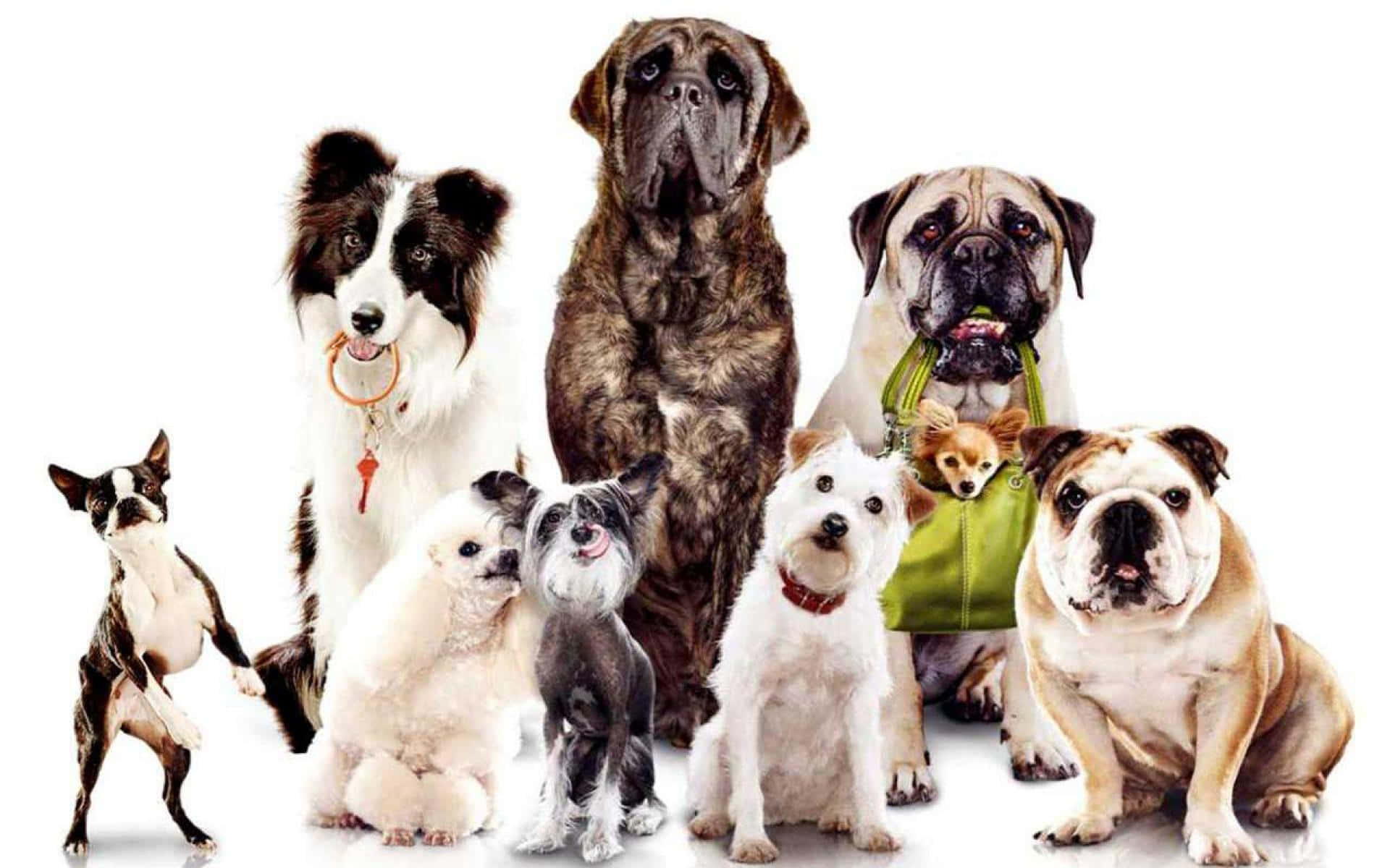 不同犬種為拍照擺姿勢的群體。