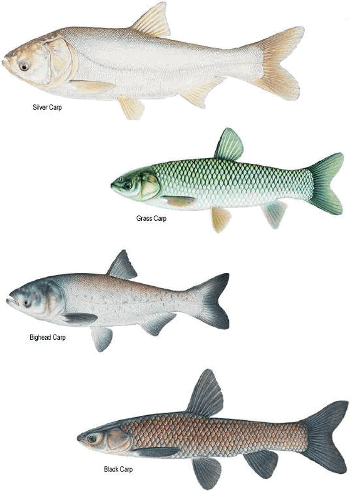 不同品種鯰魚插圖 壁紙 — 四幅詳細魚類插圖並排顯示在黑色背景上，附有標籤。