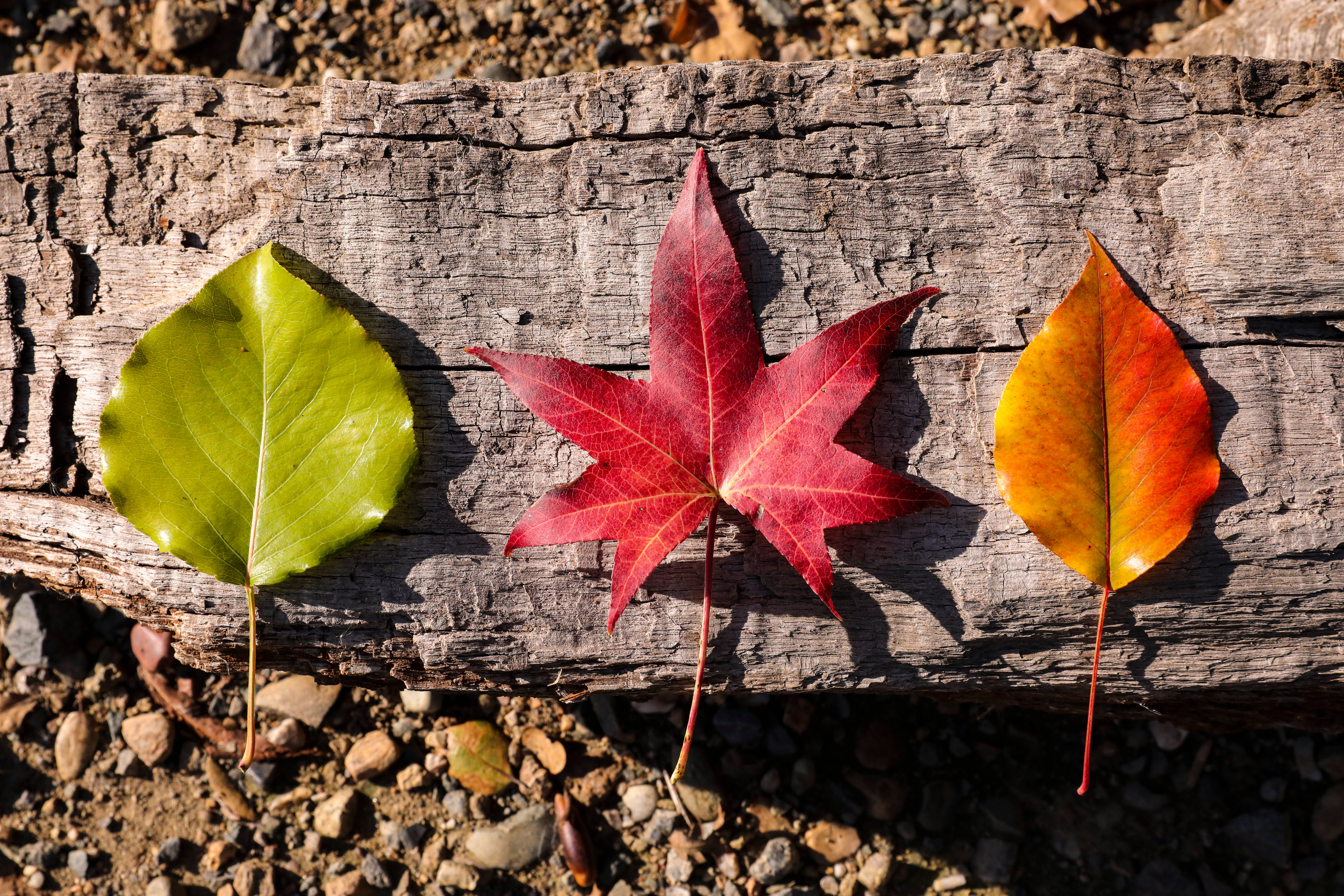 不同種類的鄉村秋日葉子 壁紙 — 三片秋葉（綠色、紅色和橙色）躺在風化的木頭上，背景是礫石。
