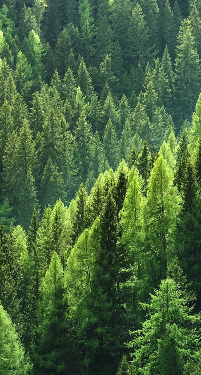 不同綠色調的松樹背景 壁紙 — 一片茂密的森林，高大的常綠樹在明亮的日光下呈現出深淺不一的鮮綠色。