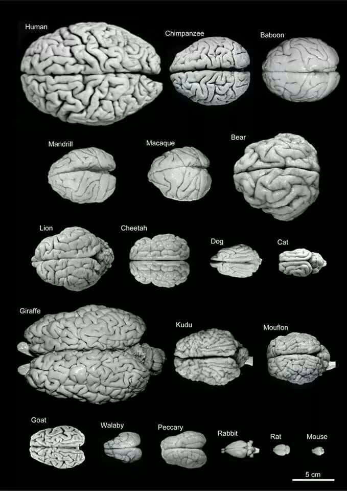 科學插圖比較不同動物（包括人類和老鼠）的大腦結構。