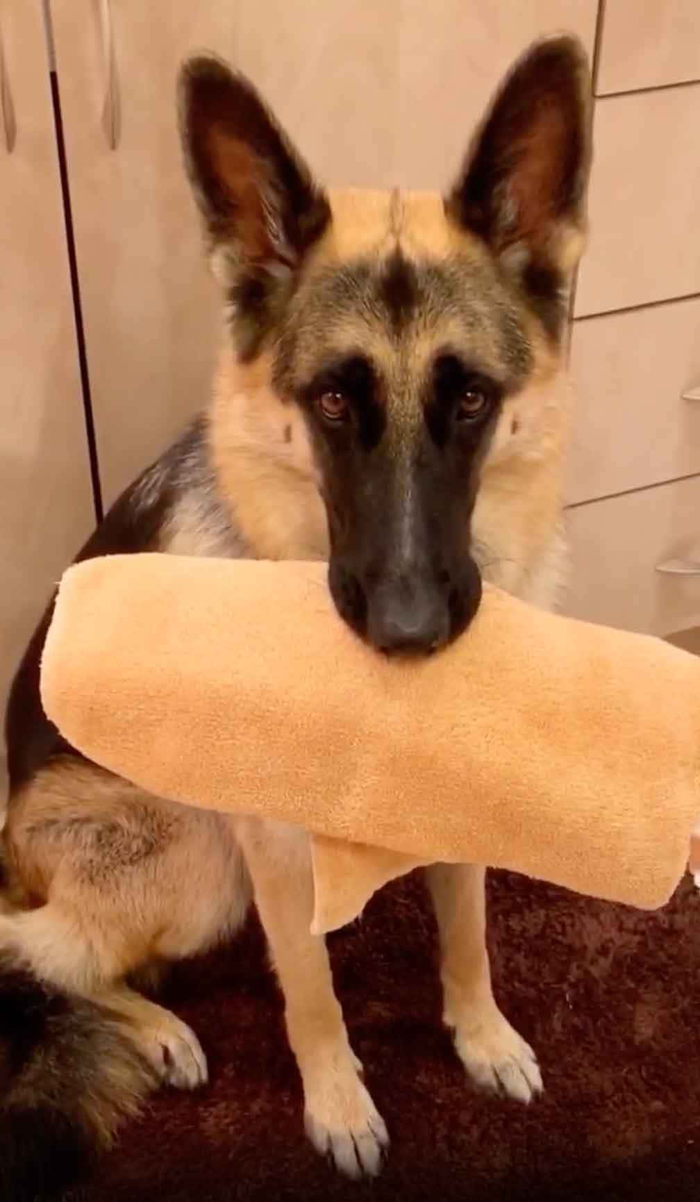 「不是便便，我發誓！」 壁紙 — 一隻德國牧羊犬喺室內坐低，冷靜咁咬住一條米色毛巾喺口度。