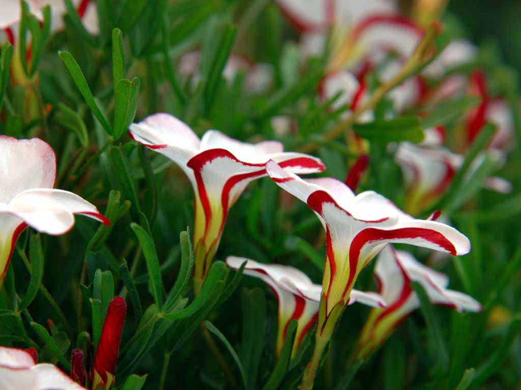 綠色葉子中的白色花朵，帶有紅色條紋和黃色花心