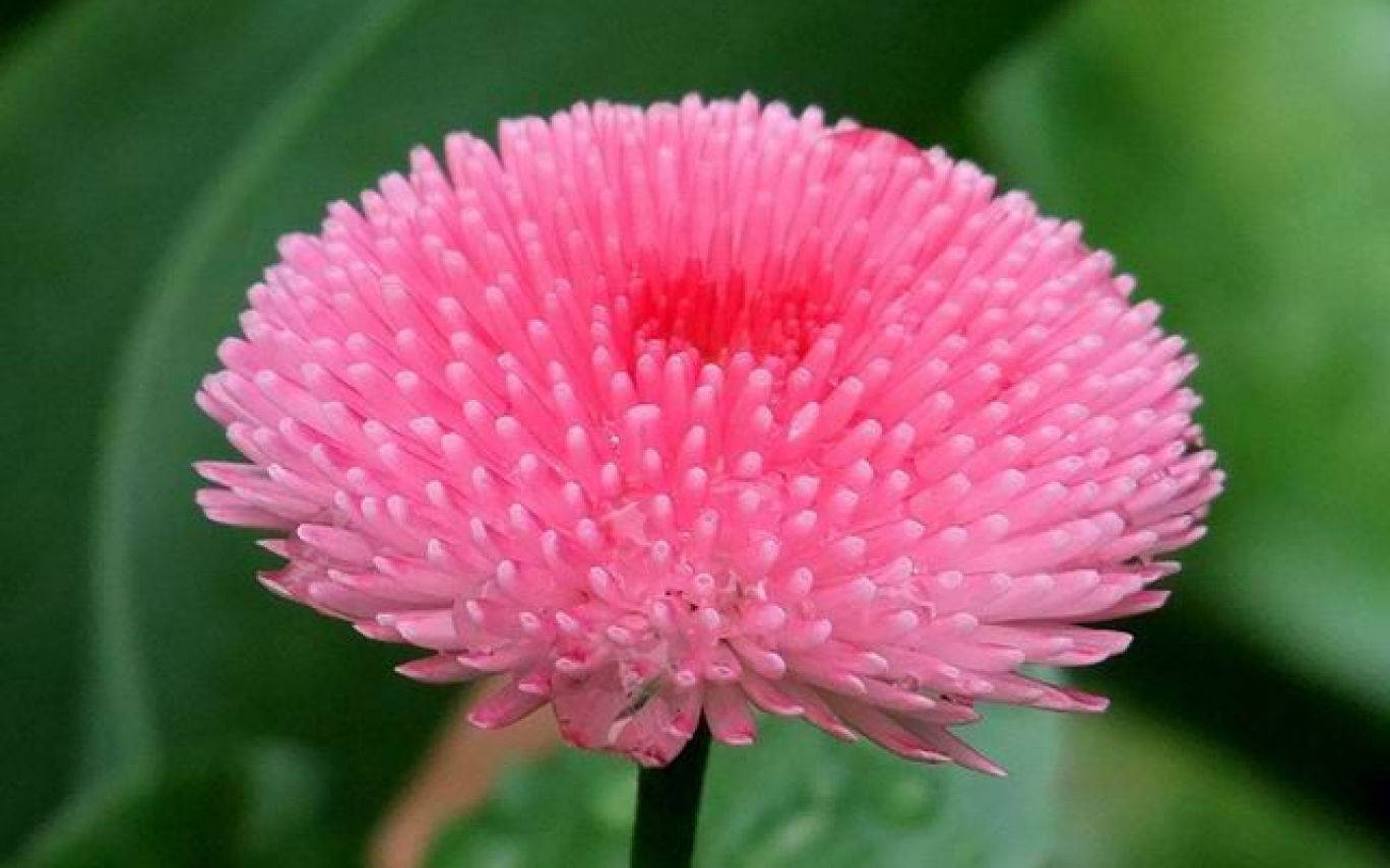 一朵明亮的粉紅色雛菊花，帶有尖花瓣和背景中的綠葉。