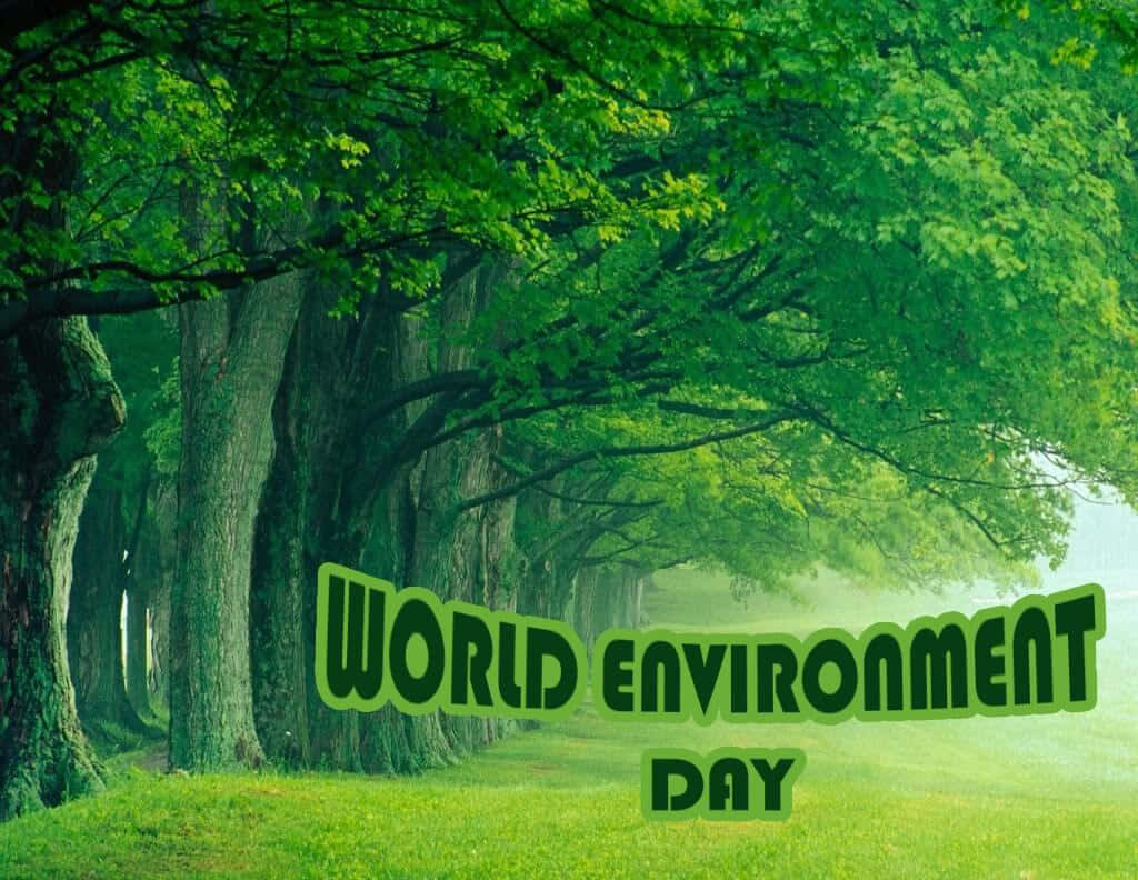 一條森林小徑，兩旁樹木和薄霧，附有文字 World Environment Day