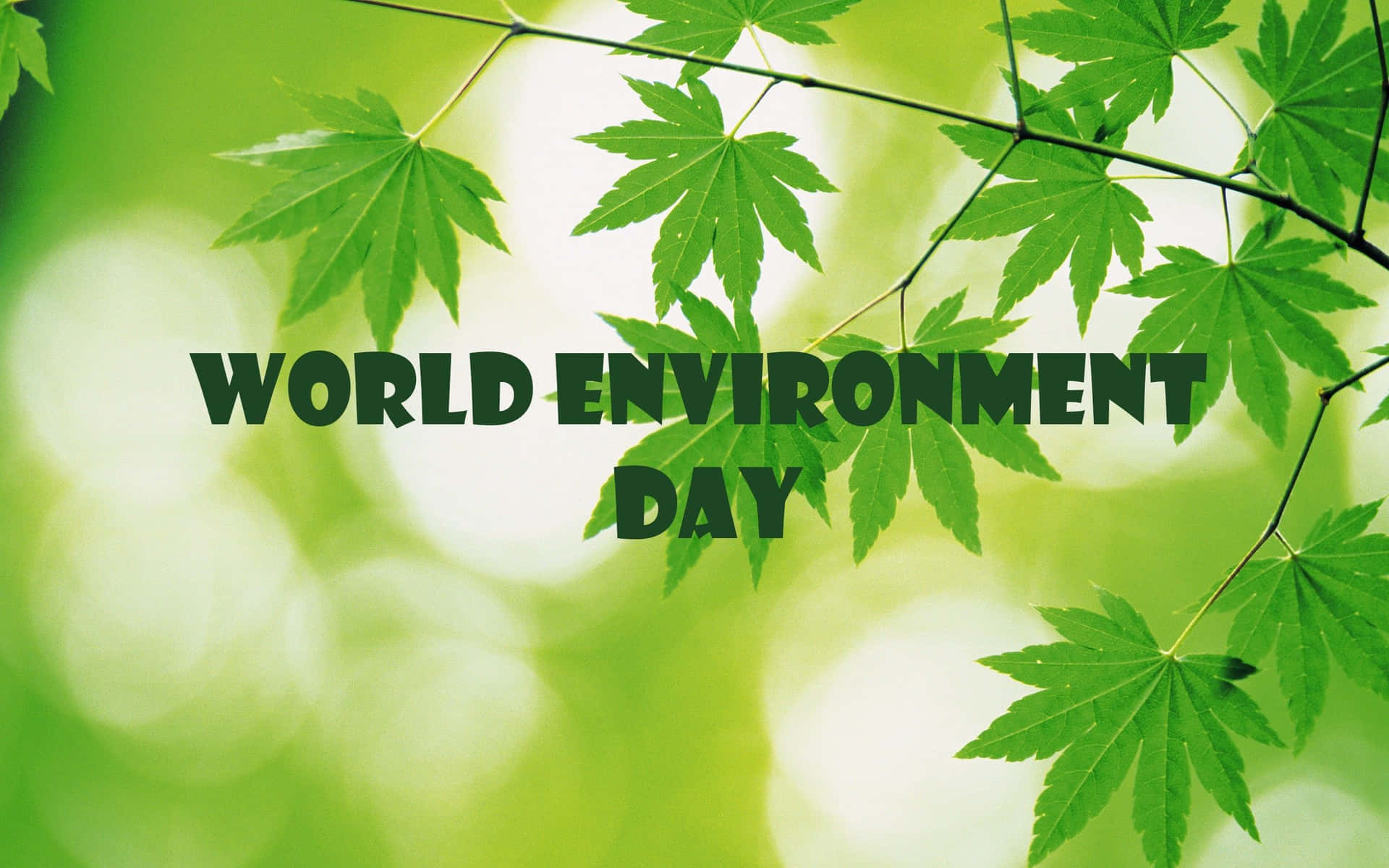 帶有「World Environment Day」文字的綠色楓葉，用於提高環保意識。