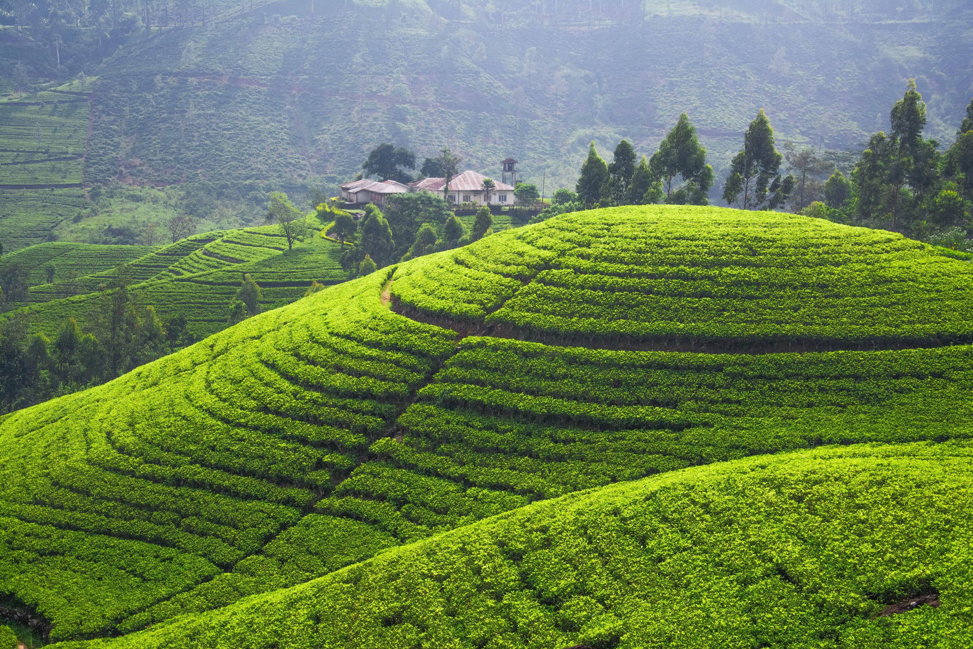 山坡上起伏的綠色茶園梯田，有一座小屋和樹木。