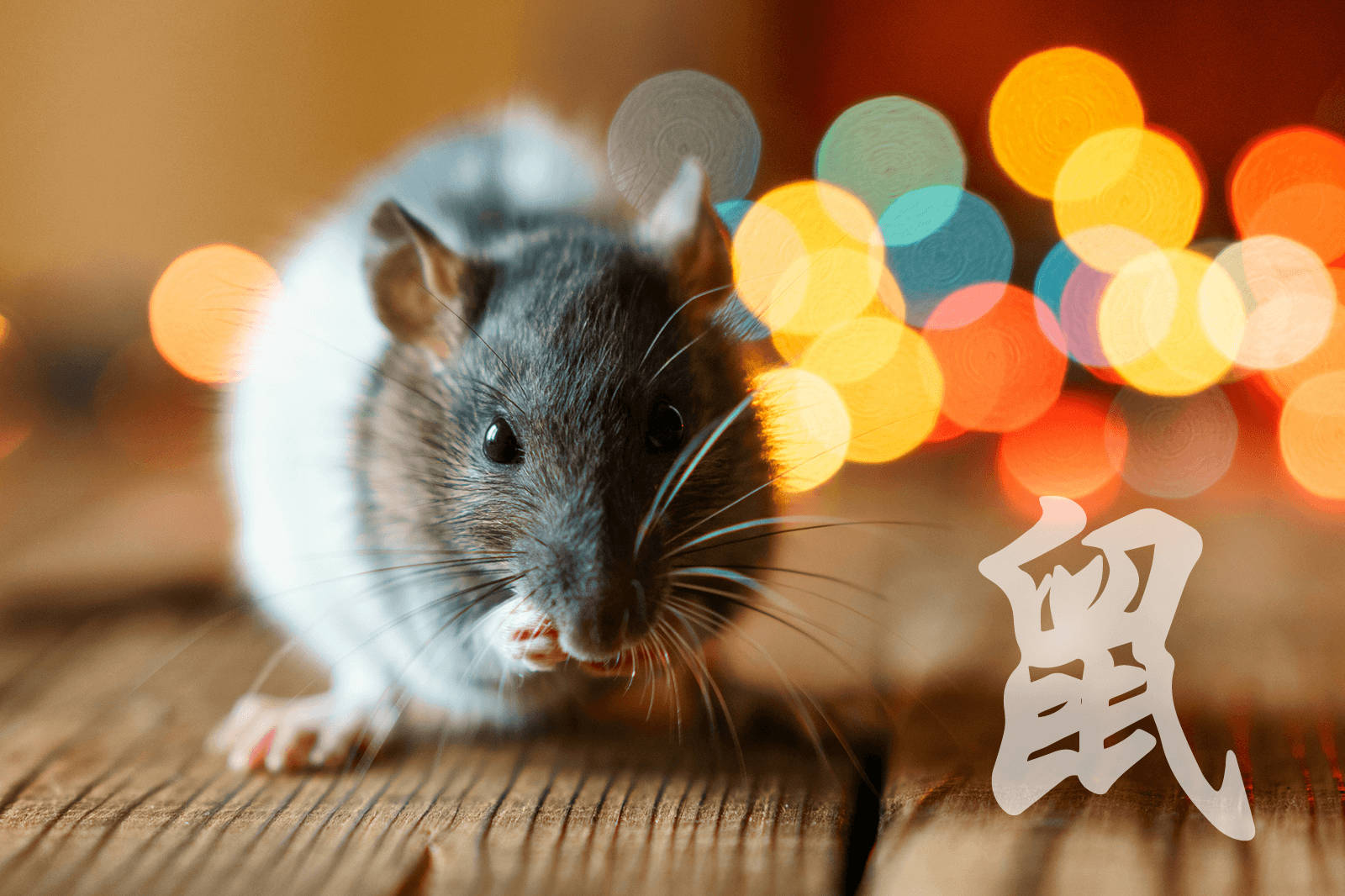 中國鼠符號 壁紙 — 一隻灰白相間的老鼠在木質表面上的特寫，背景有彩色散景燈光和一個中文字。
