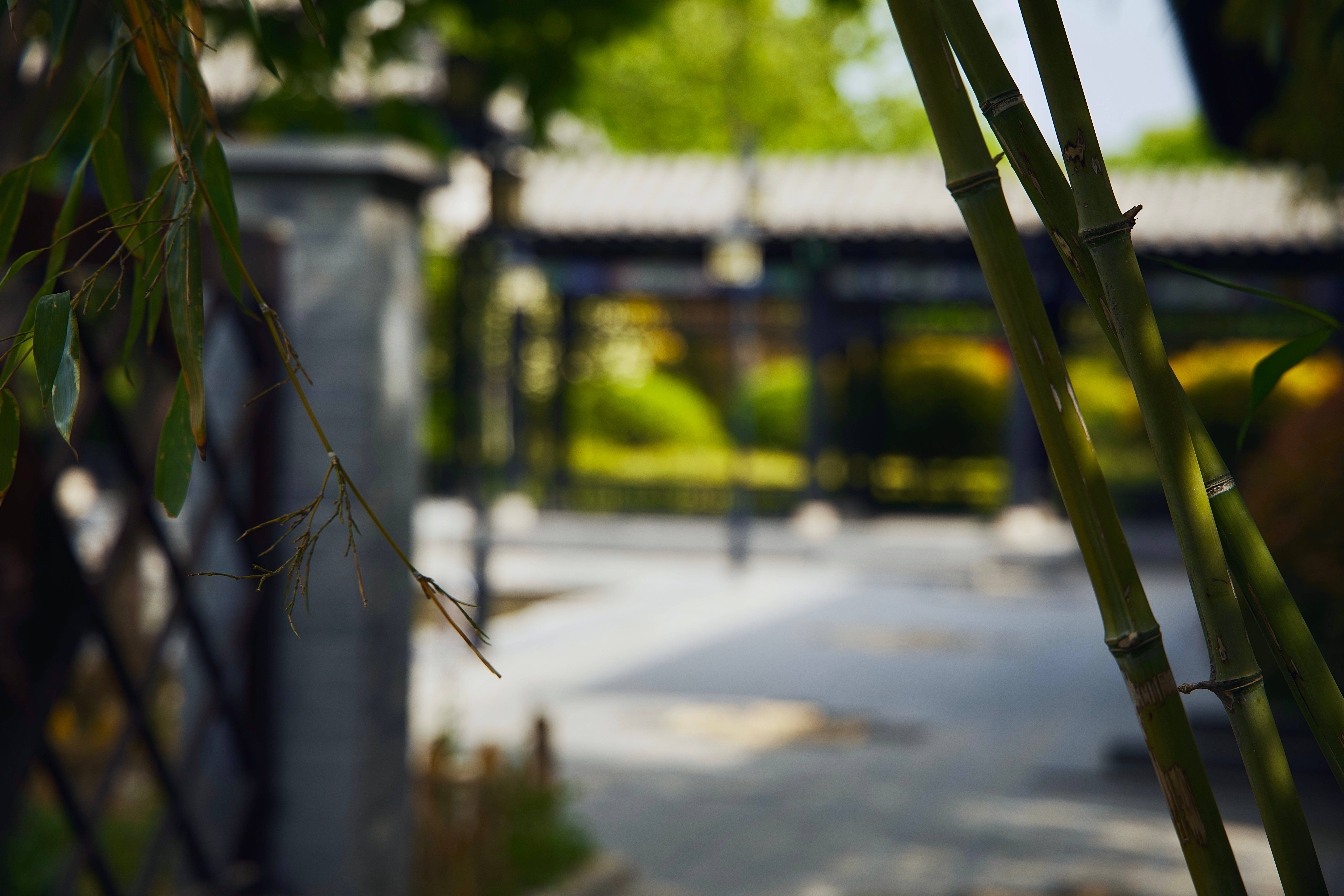中等竹林高清 壁紙 — 高大的綠色竹莖框住一條模糊的傳統庭院小徑，沐浴在柔和的光線中。