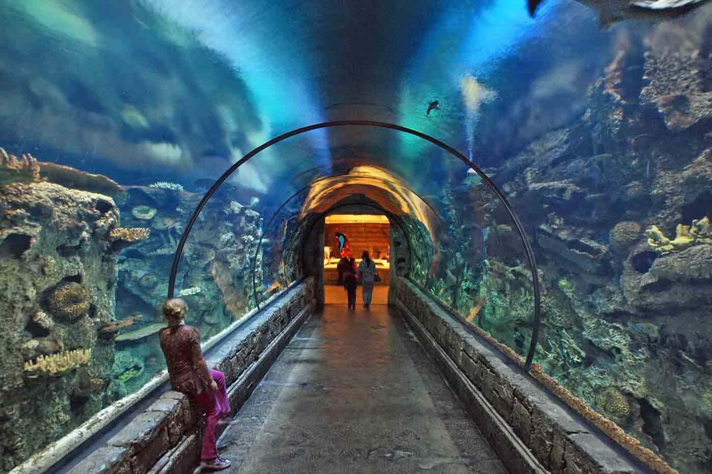 中間設有水族館的隧道 壁紙