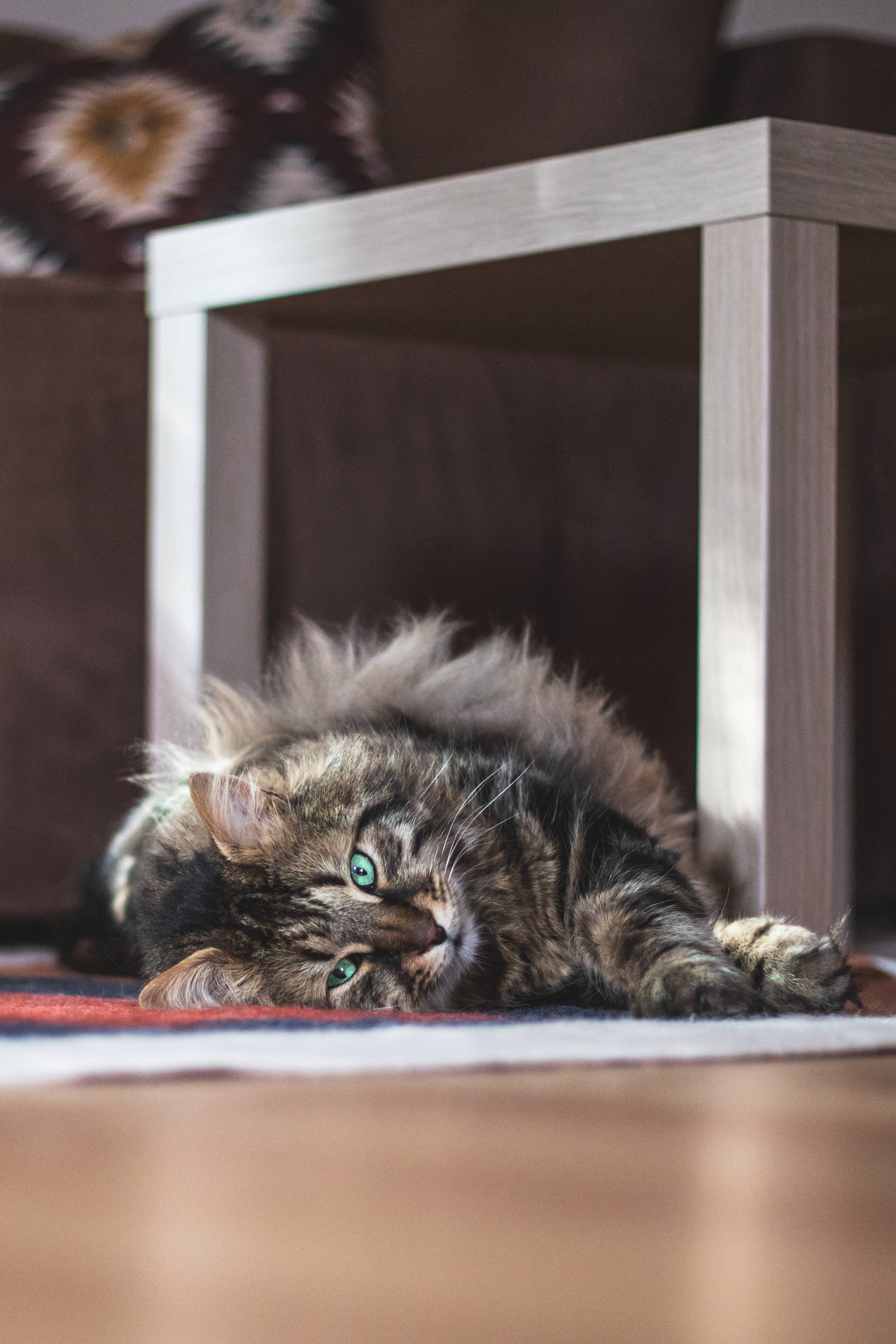 主場貓咪美學：缅因猫的童趣風情 壁紙 — 一隻毛茸茸嘅虎斑貓，有搶眼嘅綠色眼睛，喺花紋地毯上嘅木枱下面休息緊。