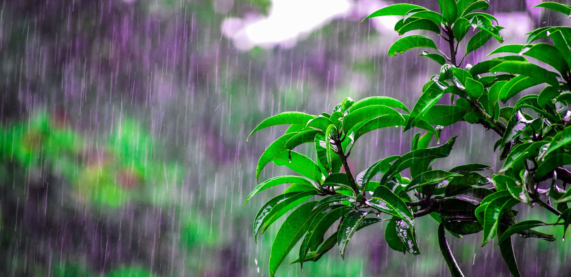 在雨中的森林場景中，綠葉因雨滴而閃閃發光。