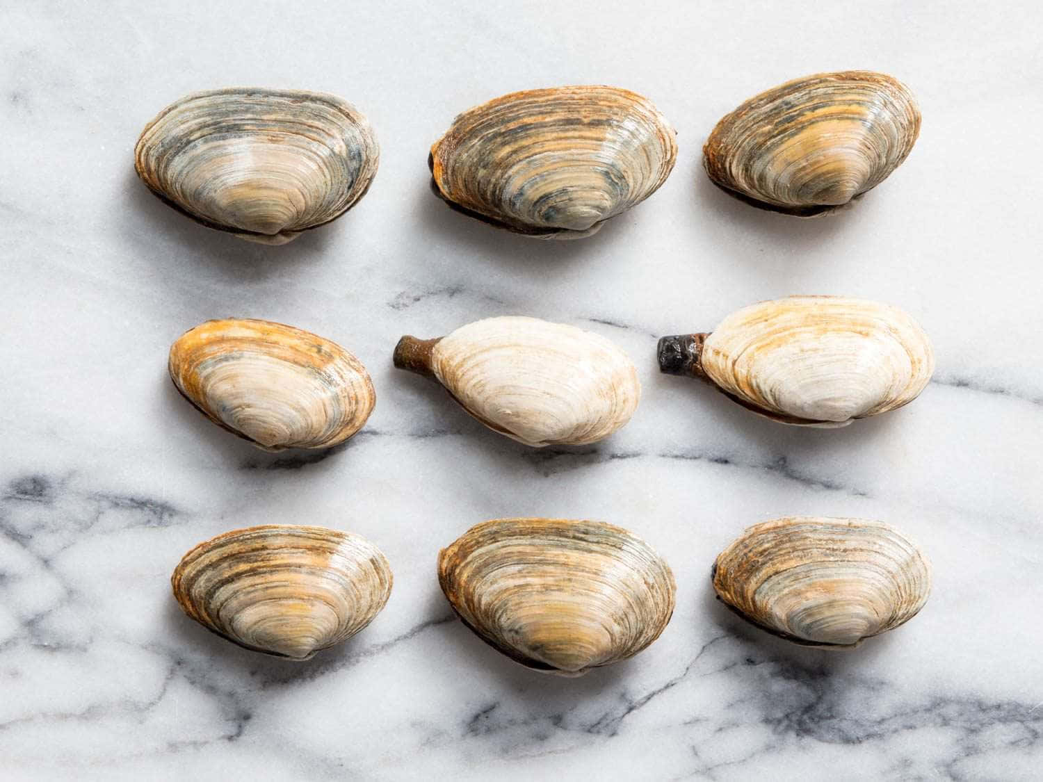Clam Shell 桌布 壁紙 — 九個帶有條紋殼的蛤蜊整齊地排列在帶有灰色紋理的白色大理石表面上。