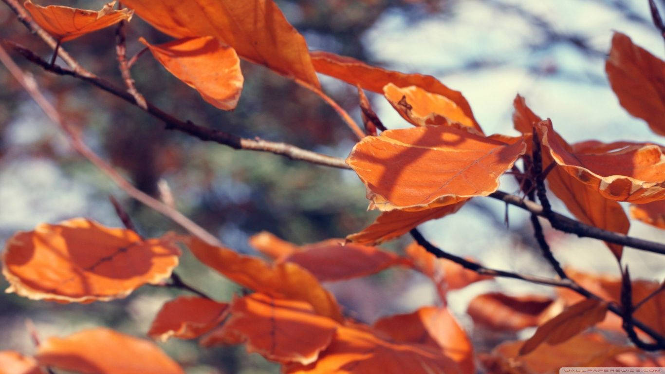 特寫橙色秋葉在樹枝上，背景柔和。