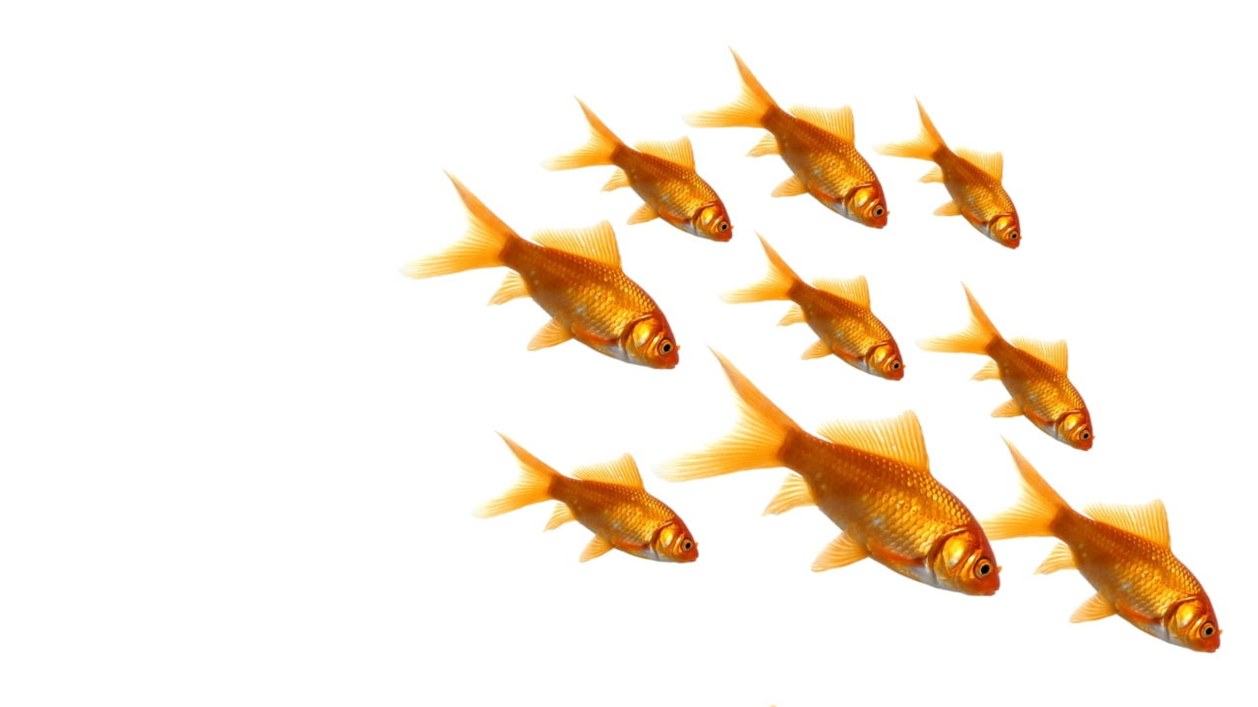 九隻普通金魚 壁紙 — 一群鮮艷的橙色金魚在純白色背景上斜向游動。