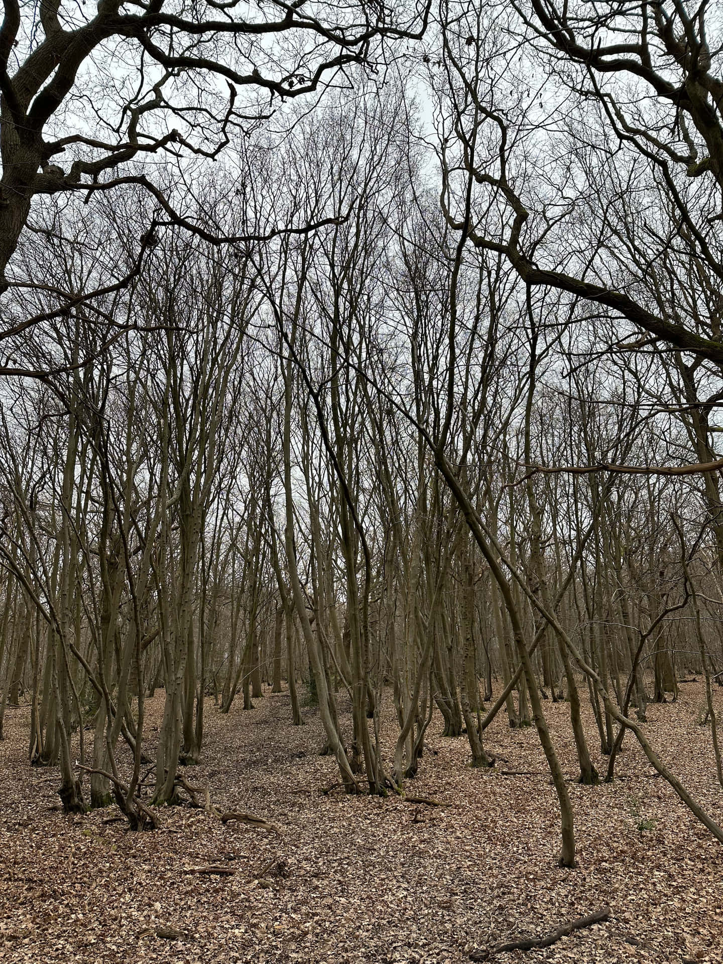 陰天下的光禿冬季森林，樹枝纏繞，落葉遍地。